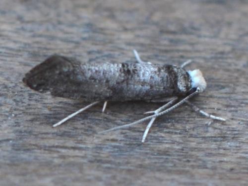 Paraswammerdamia nebulella